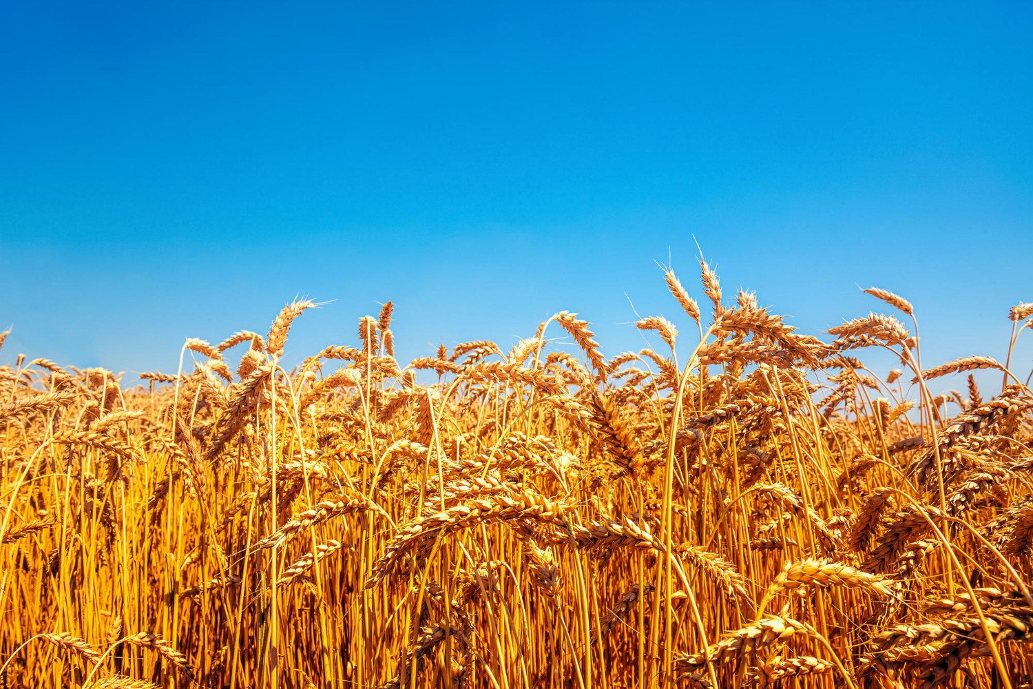 Czy Ukraina Jest Istotna Dla wiatowych Dostaw ywno ci Majdan pl